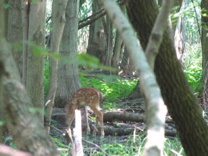 Walking in the Woods