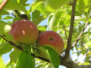 Apple Picking & Apple Resources!